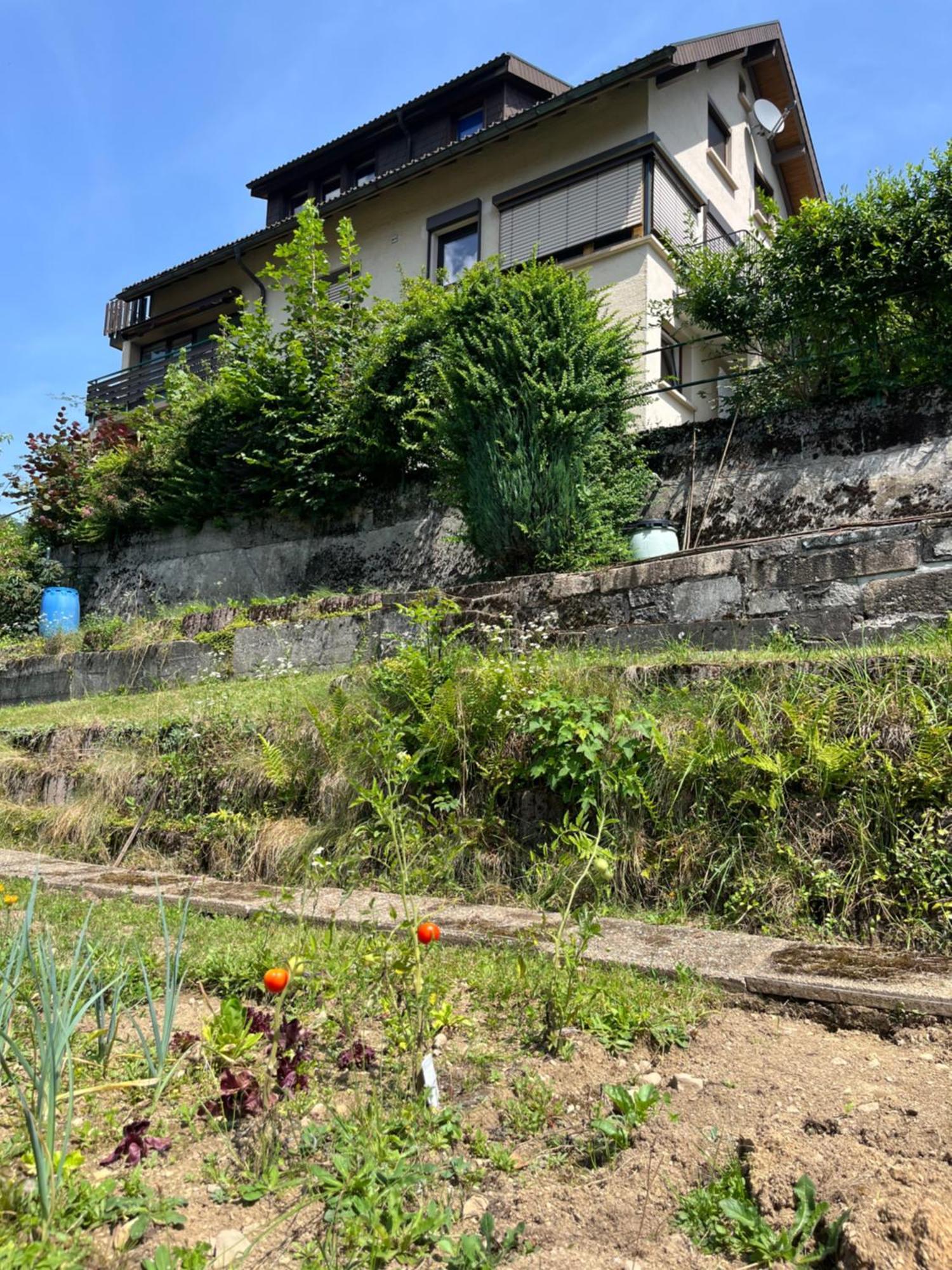 Steiert Panorama Apartments Todtnau Dış mekan fotoğraf